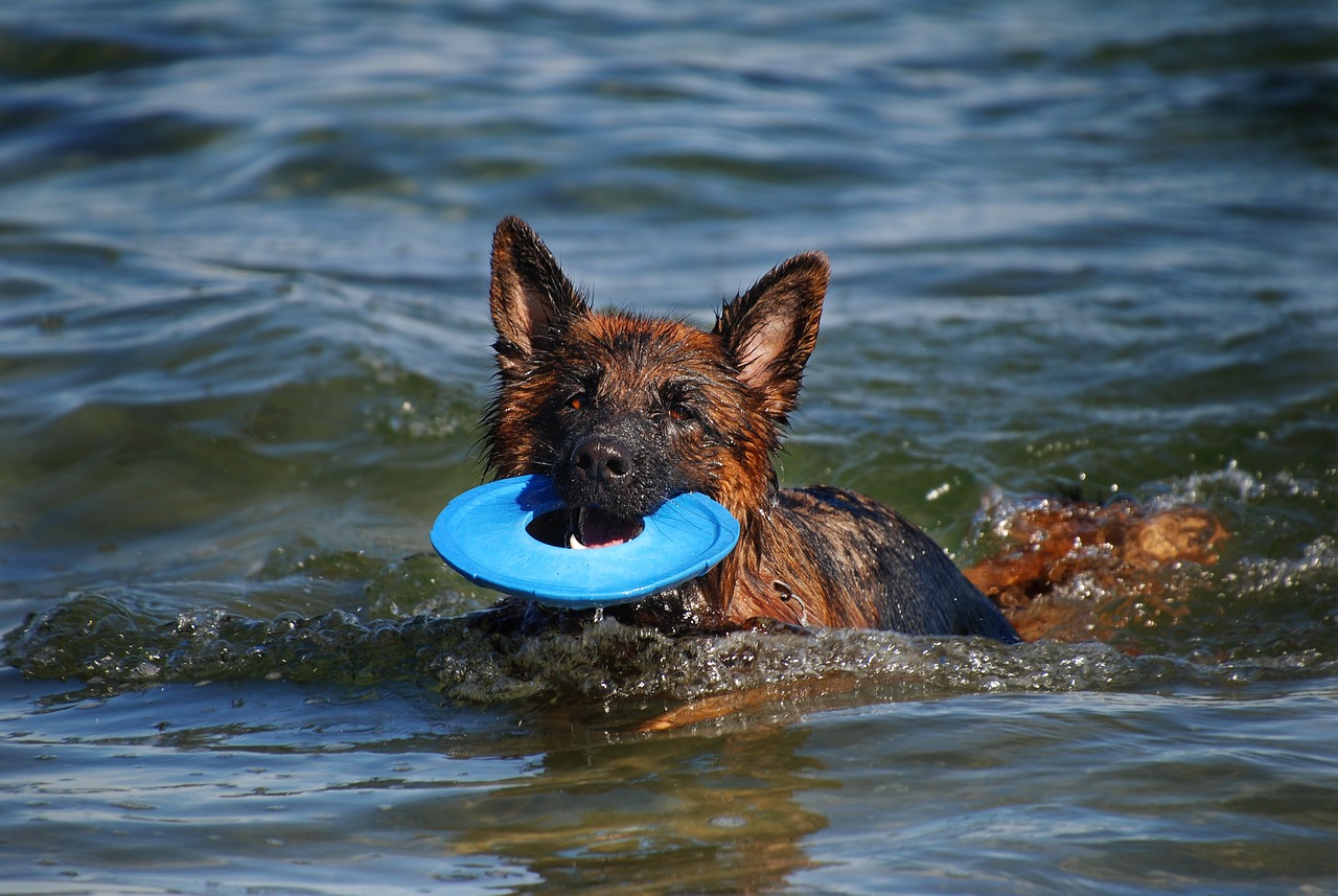 Langlebiges Hundespielzeug: Womit Ihr Liebling auf vier Pfoten seinen Spieltrieb ausleben kann…