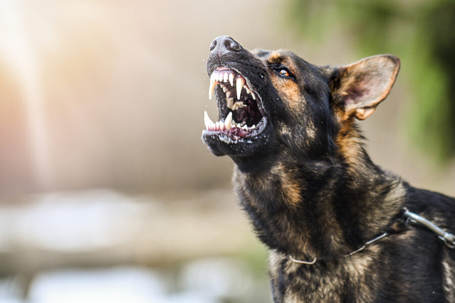 Aggressives Verhalten bei Hunden in den Griff bekommen