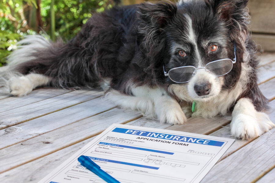 Hundeversicherung-Vergleichsrechner