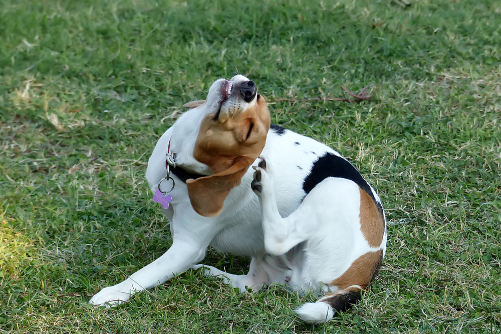 Wie schütze ich meinen Hund vor Parasiten? Die besten Tipps gegen Zecken, Flöhe & Co.