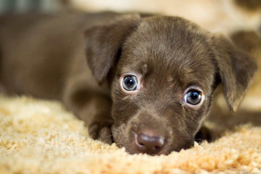 Vom unbeholfenen Hundebaby zum loyalen Vorzeigehund